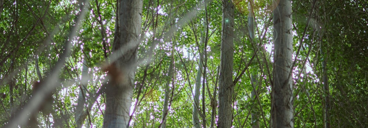 Sunlight through trees dividing a low-FODMAP meal planning page