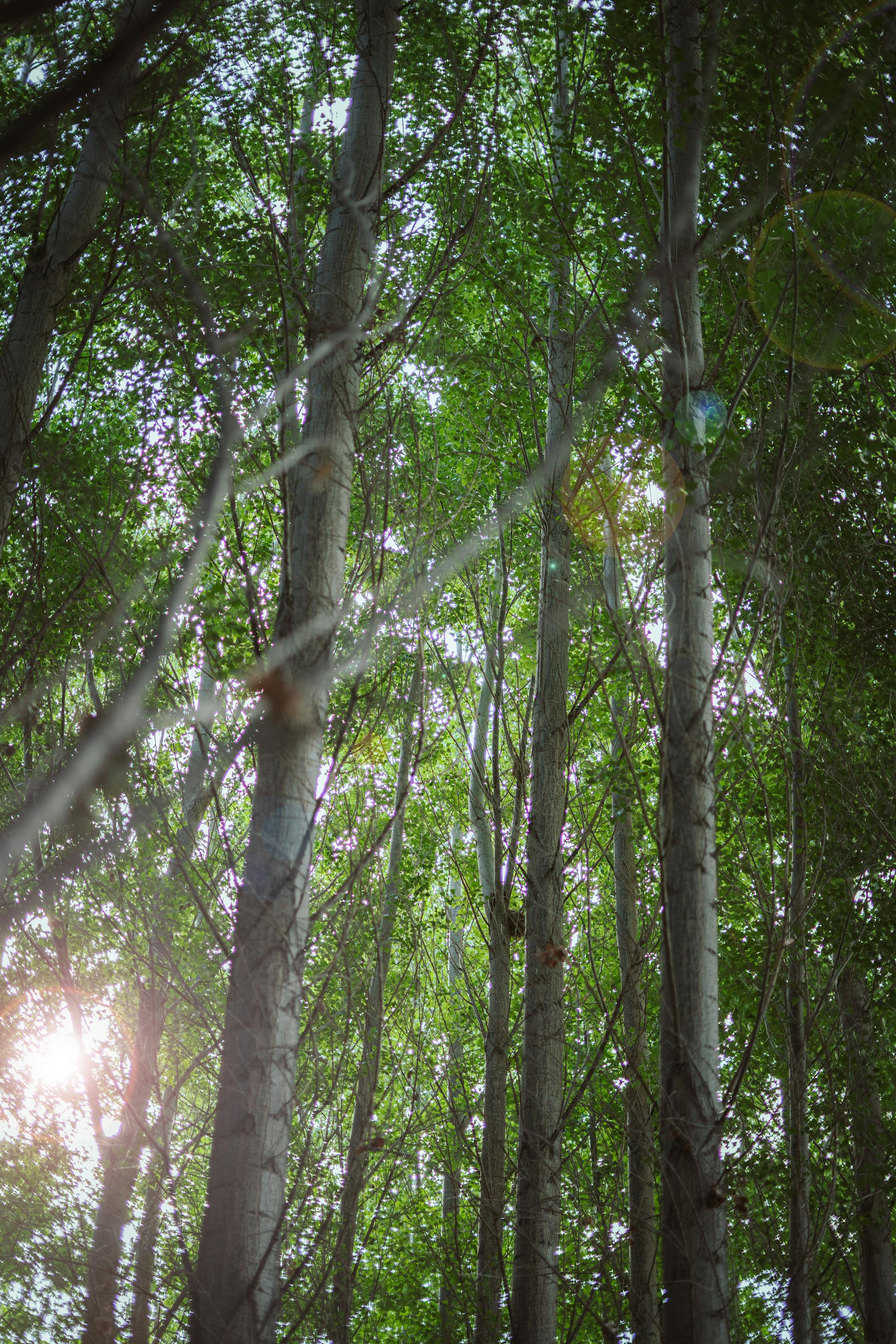 Sunlight through trees for calm IBS symptom planning